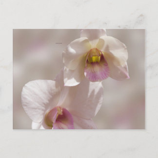 Cartão Postal White and pink orchid flower on blurred background