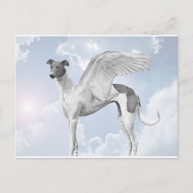 Cartão Postal White Angel Greyhound (Frente)