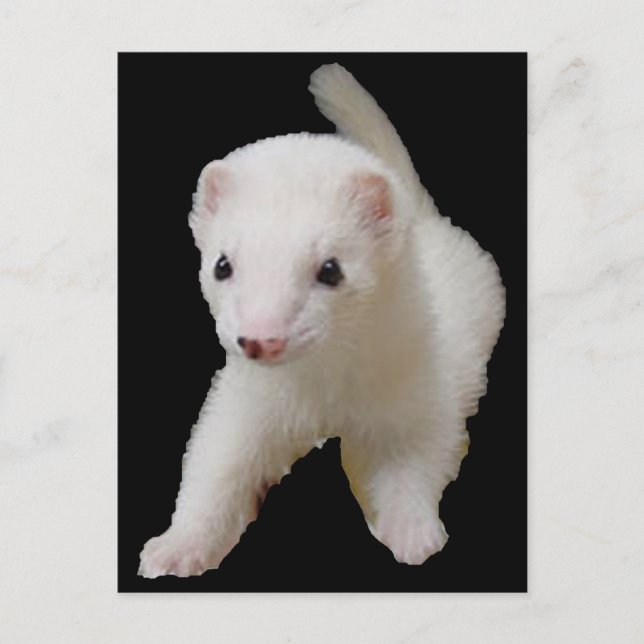 Cartão Postal White Baby Ferret (Frente)
