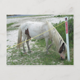 Cartão Postal White Beach Pony
