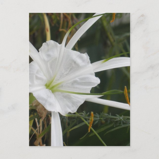 Cartão Postal White Beach Spider Lily Lily Lily Foto Flor (Frente)
