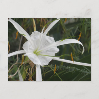 Cartão Postal White Beach Spider Lily Lily Lily Foto Flor