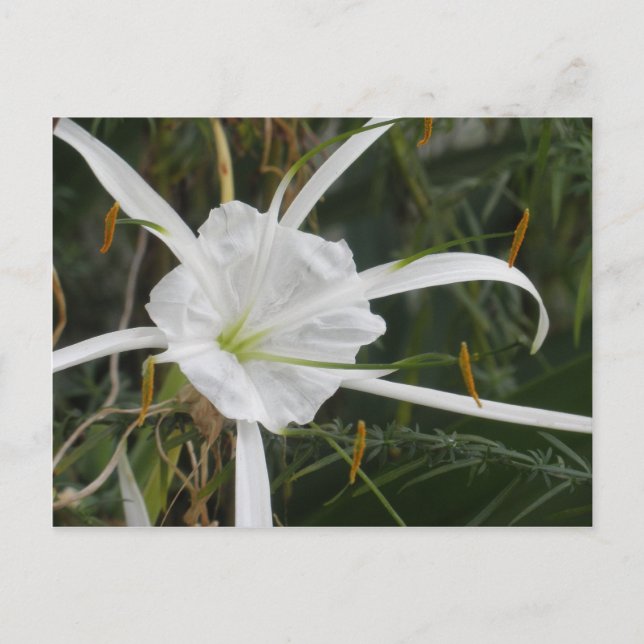 Cartão Postal White Beach Spider Lily Lily Lily Foto Flor (Frente)