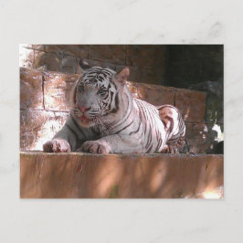 Cartão Postal White Bengal Tiger, Cartão-postal de Trinidade