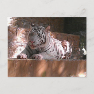 Cartão Postal White Bengal Tiger, Cartão-postal de Trinidade
