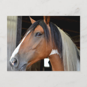 Cartão Postal White Blaze Preto, Cavalo Castanho