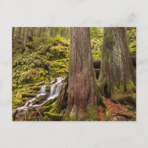 Cartão Postal White Branch Falls, Cascata de Oregon, Oregon