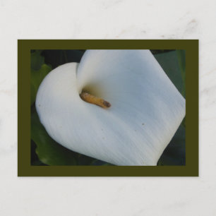 Cartão Postal White Cala Lily