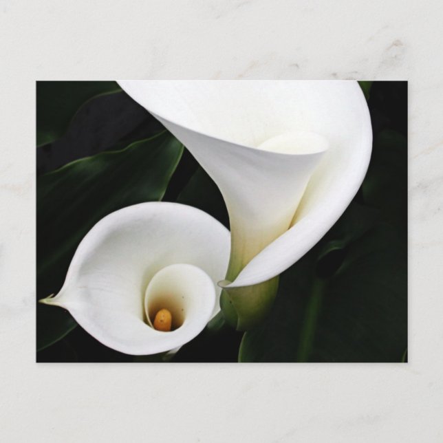 Cartão Postal White Calla Lillies (Frente)