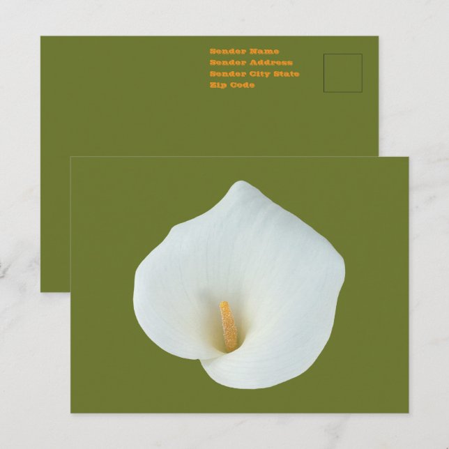 Cartão Postal White Calla Lily Flower Backyard Foto do jardim (Frente/Verso)
