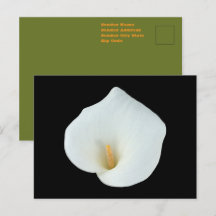White Calla Lily Flower Backyard Foto do jardim