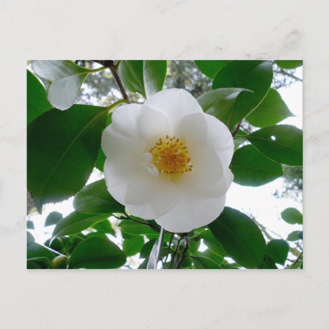 Cartão Postal White Camellia (Frente)