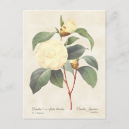 Cartão Postal White Camellia Japonica Vintage Botânica