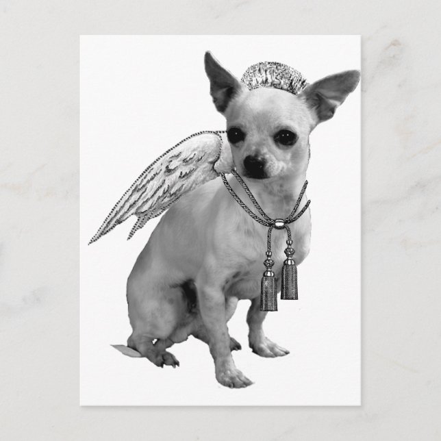Cartão Postal White Chihuahua Angel Wings (Frente)