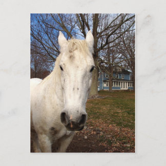 Cartão Postal White Clydesdale