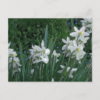 Cartão Postal "White Daffodil"