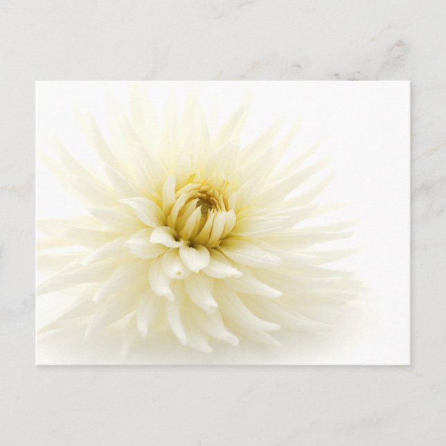Cartão Postal White Dahlia (Frente)