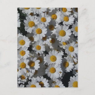 Cartão Postal White Daisies