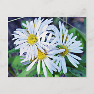 Cartão Postal White Daisies