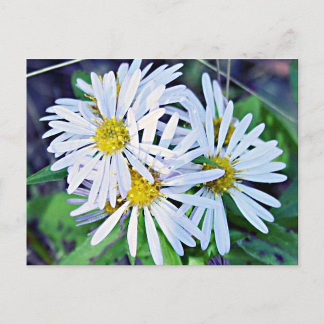 Cartão Postal White Daisies (Frente)