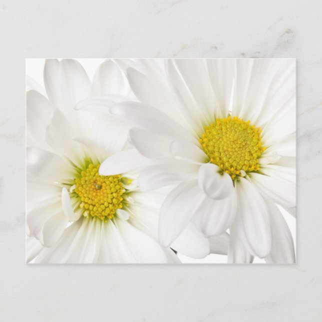 Cartão Postal White Daisies - Modelo personalizada da margarida (Frente)