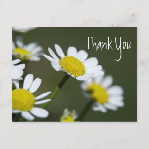 Cartão Postal White Daisies - Obrigado