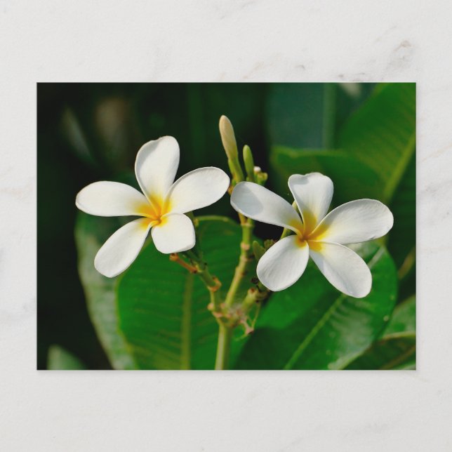 Cartão Postal White Frangipani (Frente)