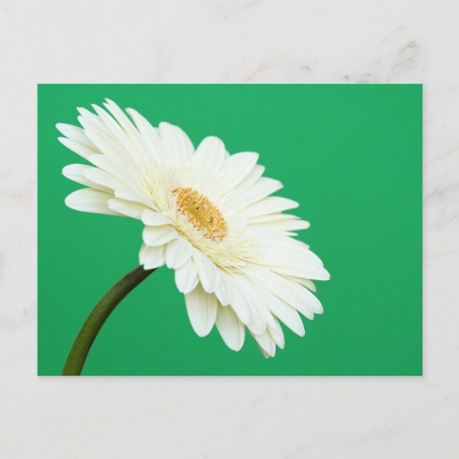 Cartão Postal White Gerbera em Verde (Frente)