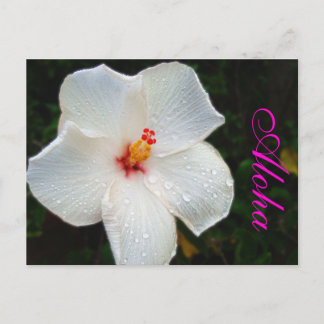 Cartão Postal White Hawaii Hibiscus