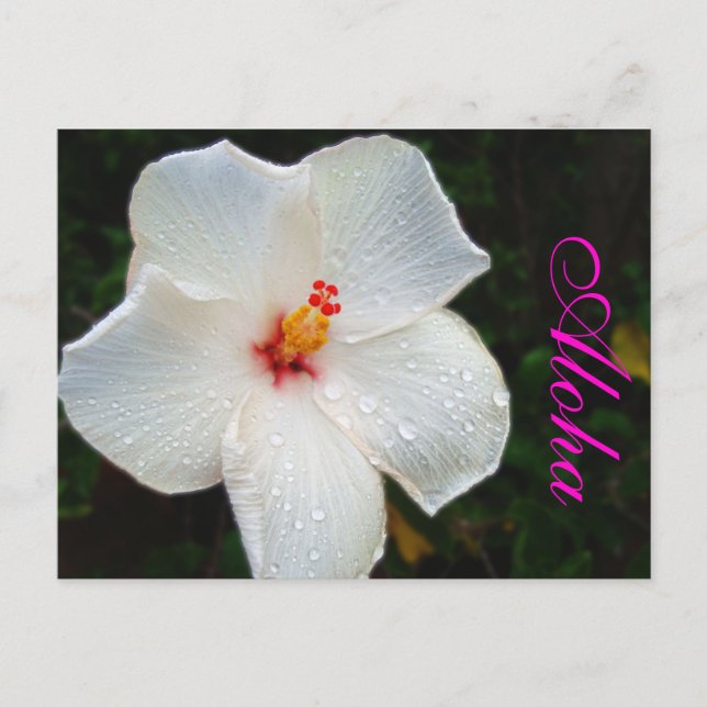 Cartão Postal White Hawaii Hibiscus (Frente)