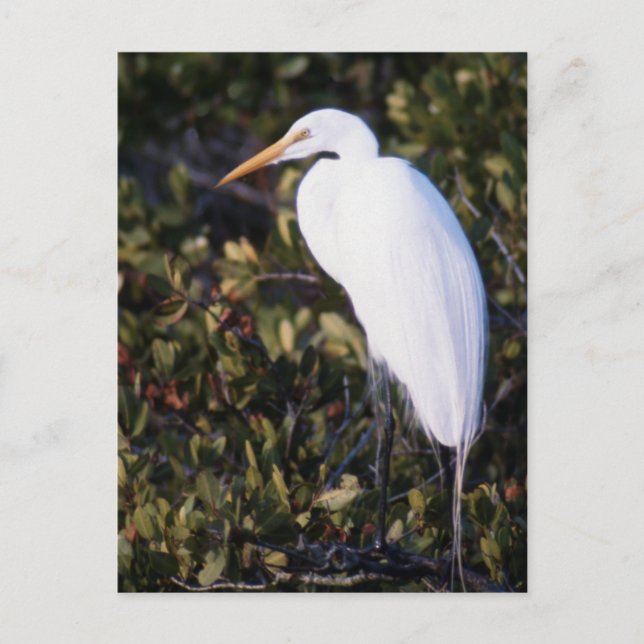 Cartão Postal White Heron (Frente)