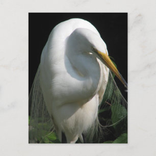 Cartão Postal White Heron