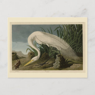 Cartão Postal White Heron, Egret Excelente, Aves de Audubon da A