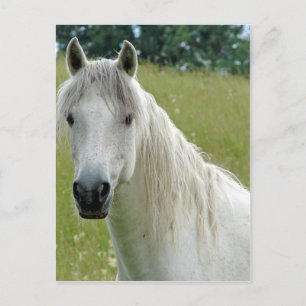 Cartão Postal White Horse