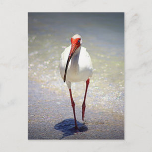 Cartão Postal White Ibis Strut