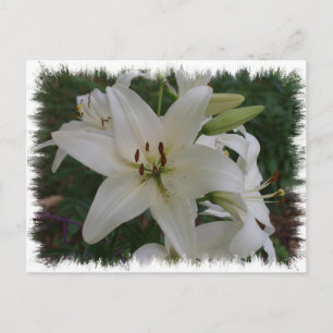 Cartão Postal White Lily