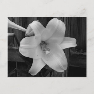 Cartão Postal White Lily