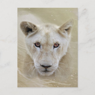 Cartão Postal White Lion Spirit Warrior Africa