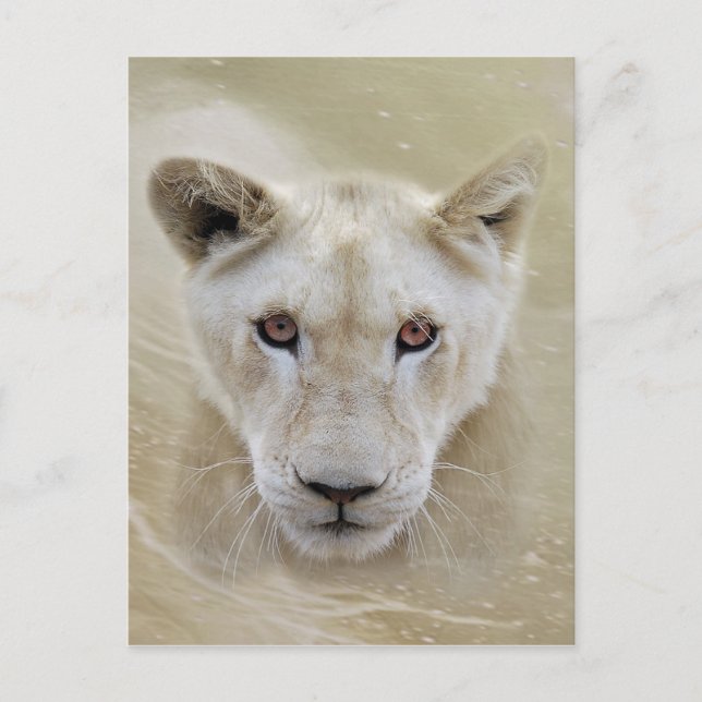 Cartão Postal White Lion Spirit Warrior Africa (Frente)