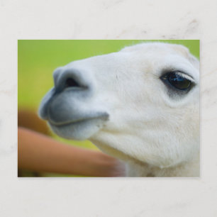 Cartão Postal White Llama