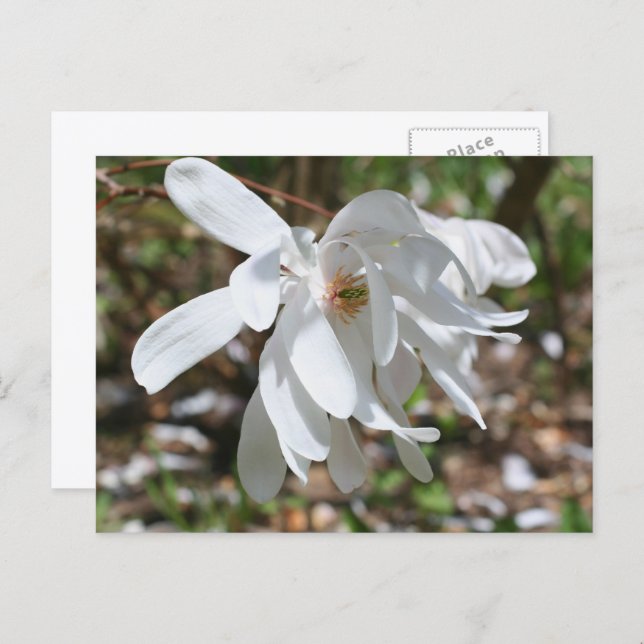 Cartão Postal White Magnolia Flower Personalized (Frente/Verso)