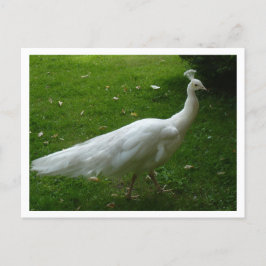 Cartão Postal White Peacock
