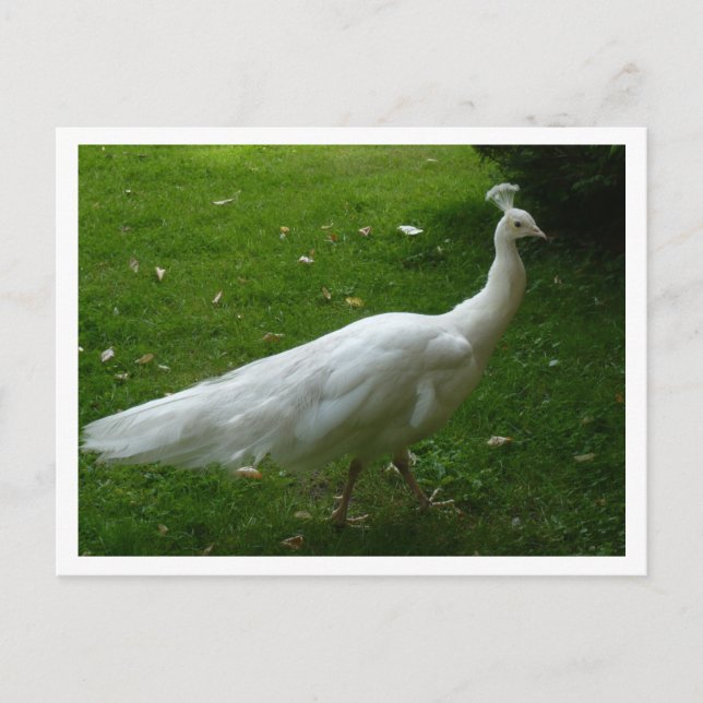 Cartão Postal White Peacock (Frente)