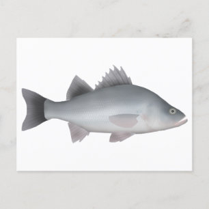 Cartão Postal White Perch