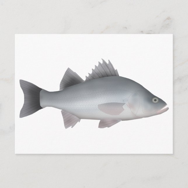 Cartão Postal White Perch (Frente)