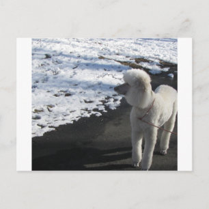 Cartão Postal White Poodle by the Snow