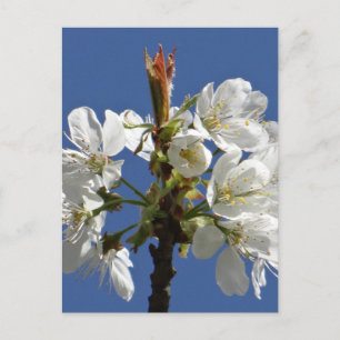 Cartão Postal White Primavera Bloom