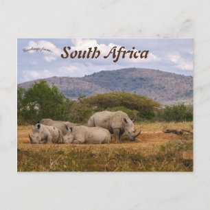 Cartão Postal White Rhinos Hluhluwe-Mfolozi Park África do Sul