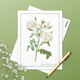 Cartão Postal White Rosa Campanulata Redoute Postcard