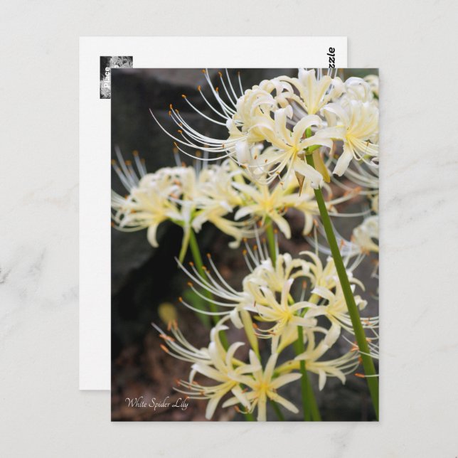 Cartão Postal White Spider Lily (Frente/Verso)